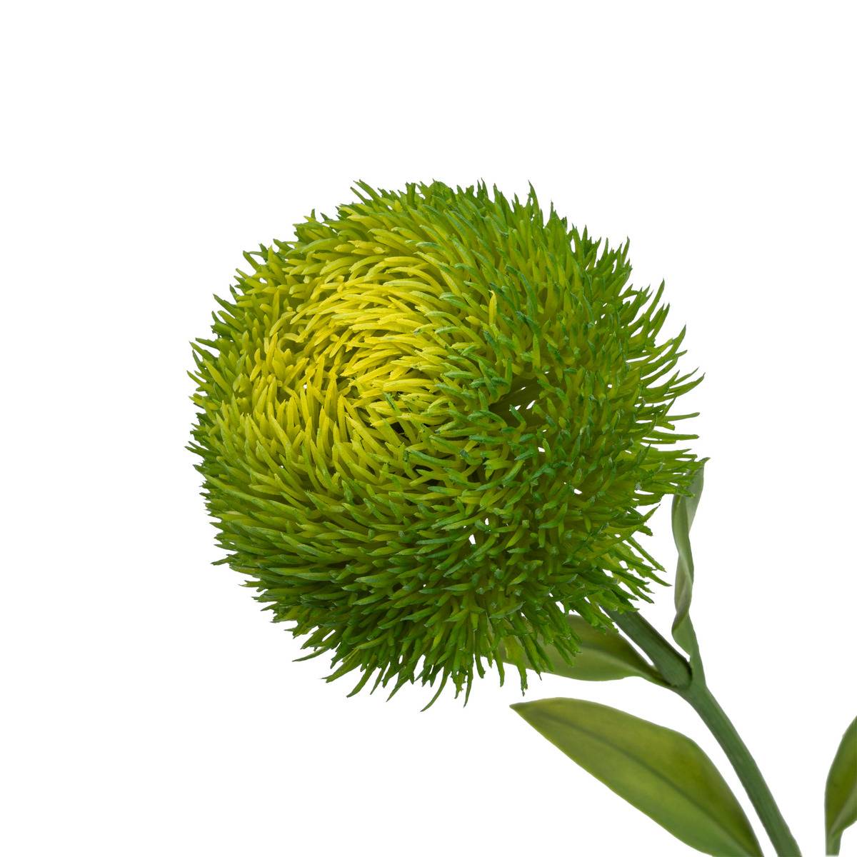 Tige dianthus h50