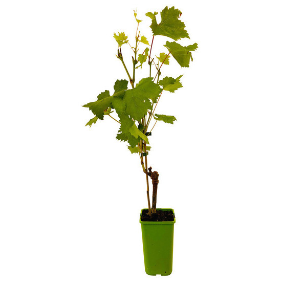 Vigne 'Chasselas Doré' : pot de 1,5 litres