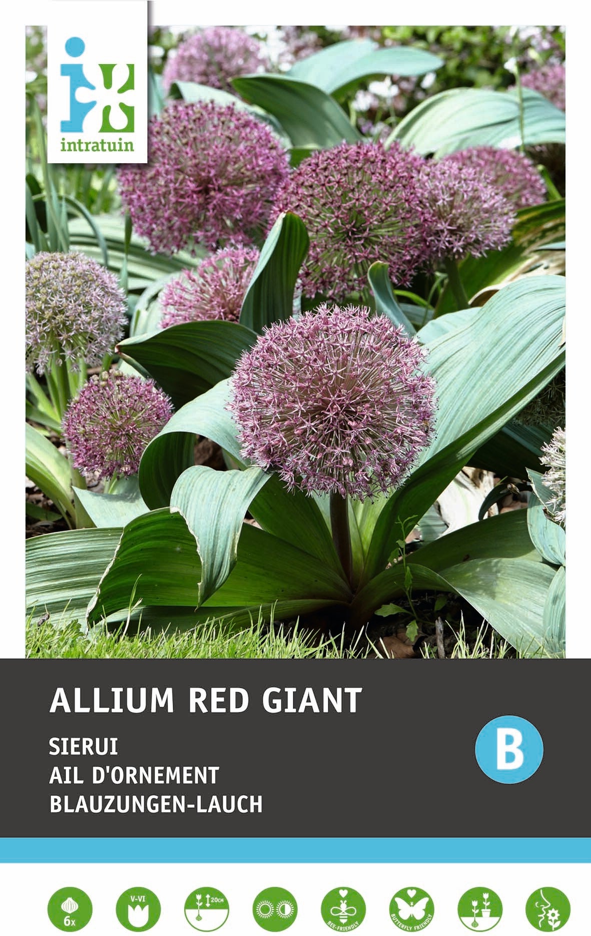 Intratuin bloembollen Sierui (Allium 'Red Giant') 6 stuks