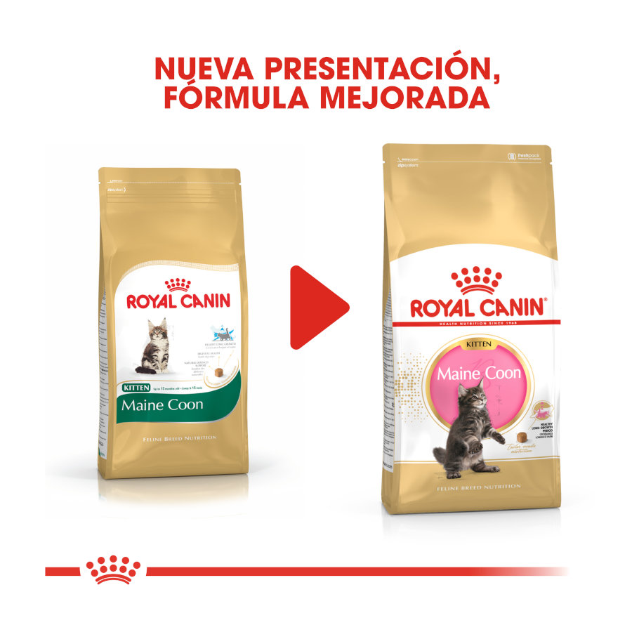 Ração Royal Canin para gatinhos da raça Maine Coon