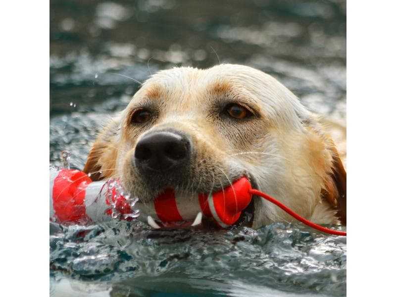 Rogz Schwimmspielzeug Lighthouse Rot-Weiss Schwimmfähiges Apportierspielzeug für Hunde