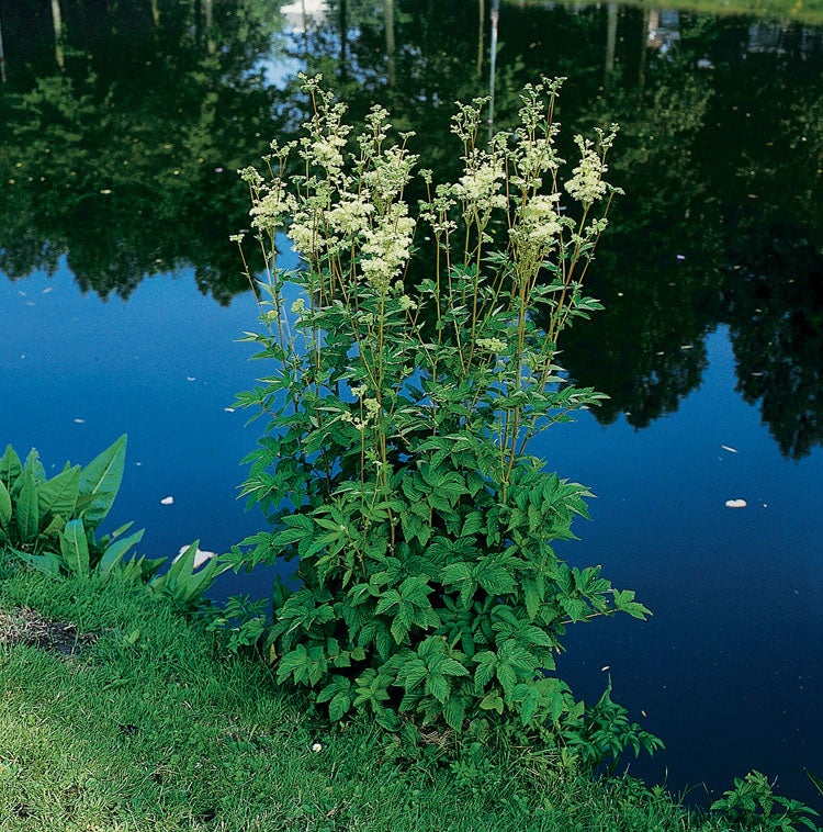 Moerasspirea (Filipendula ulmaria) D 9 H 20 cm
