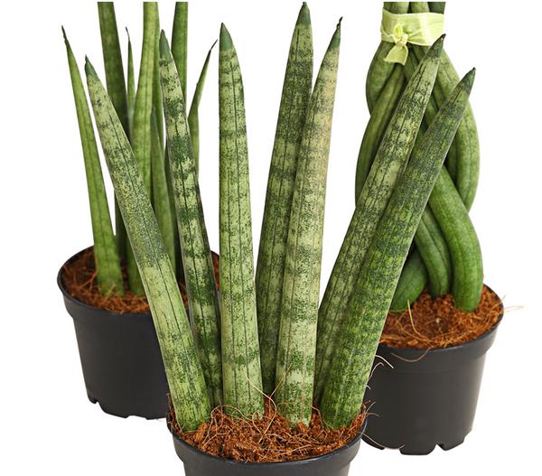 Bogenhanf-Set - Sansevieria cylindrica,