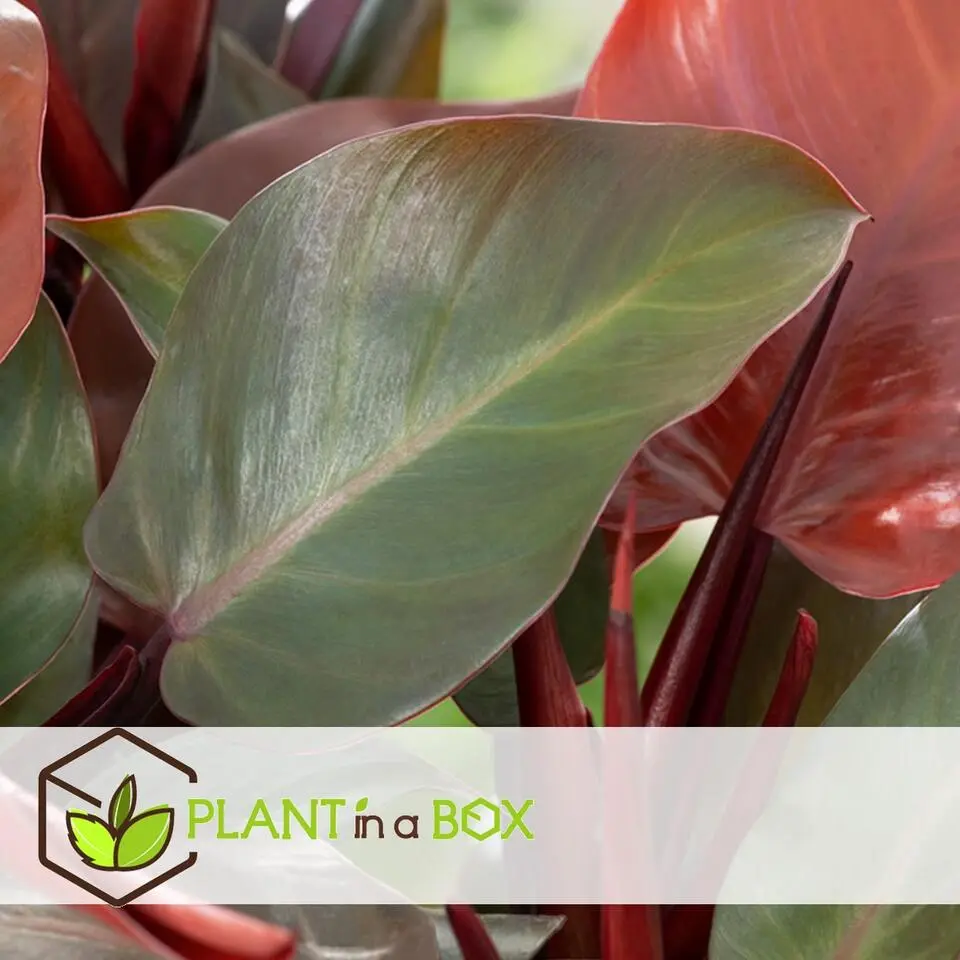 Philodendron - Philodendron 'Sun Light' - Hoogte 20-30cm - ⌀12cm