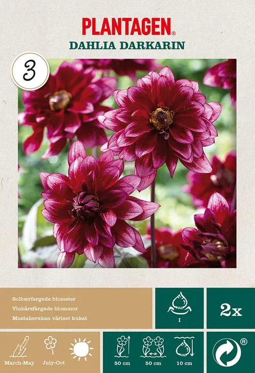 Dahlia x pinnata 'Darkarin' Georgine ‘Darkarin’ 2 pk