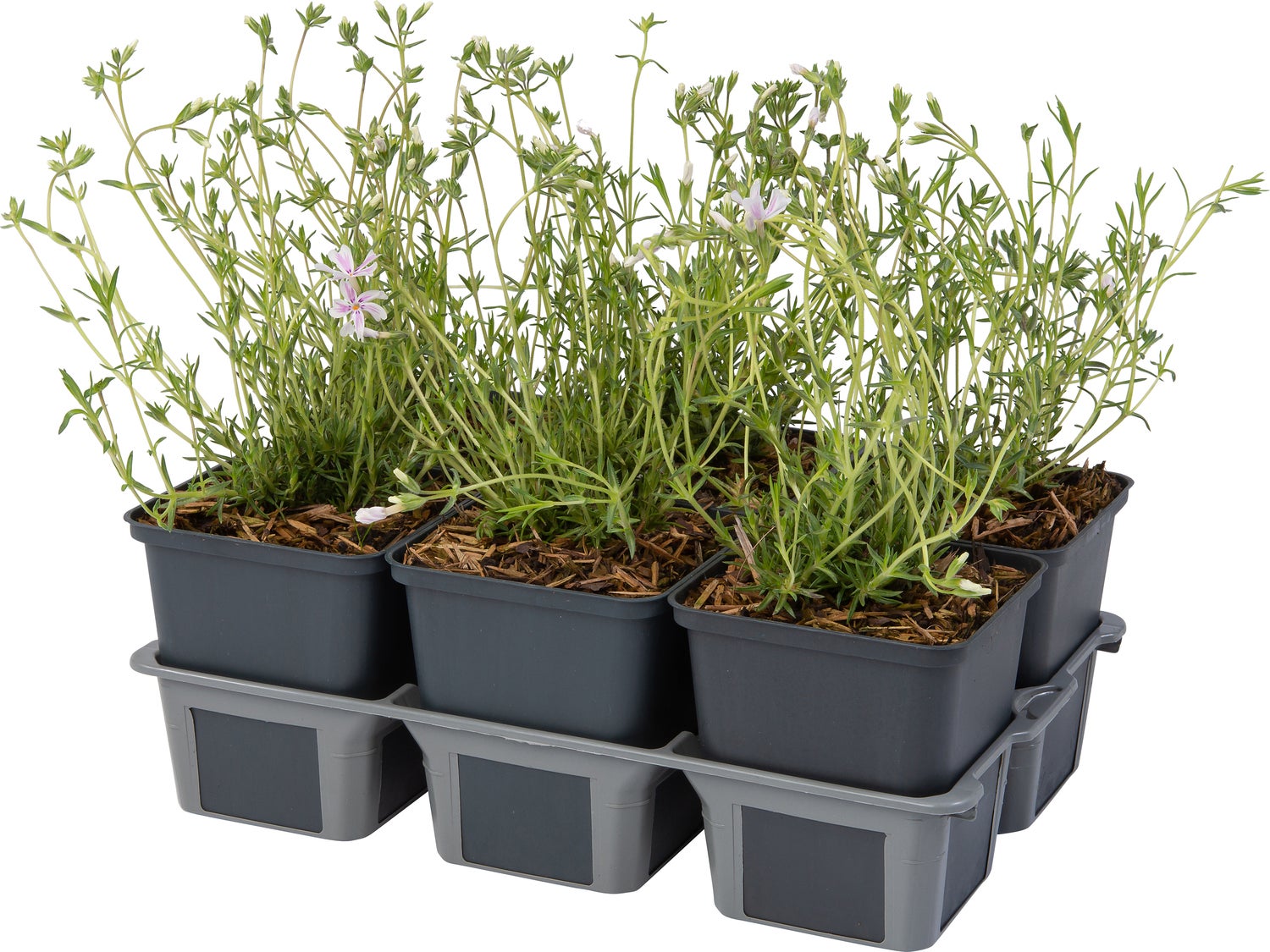 Kruipphlox (Phlox subulata 'Candy Stripes') sixpack D 9 H 15 cm