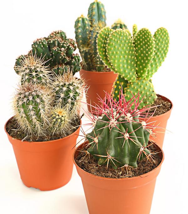 Kakteen-Set - Cactaceae, verschiedene Sorten