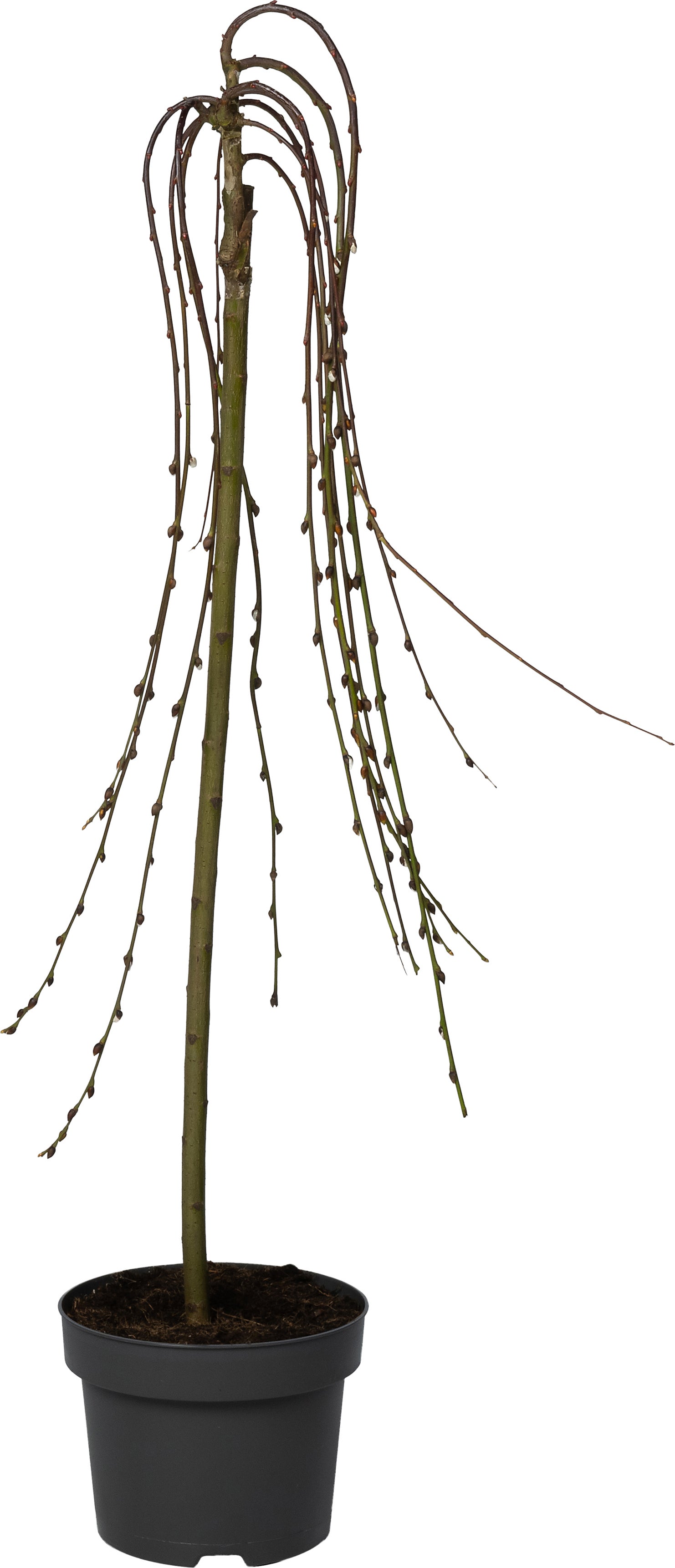 Treurwilg (Salix caprea 'Kilmarnock') D 22 H 140 cm
