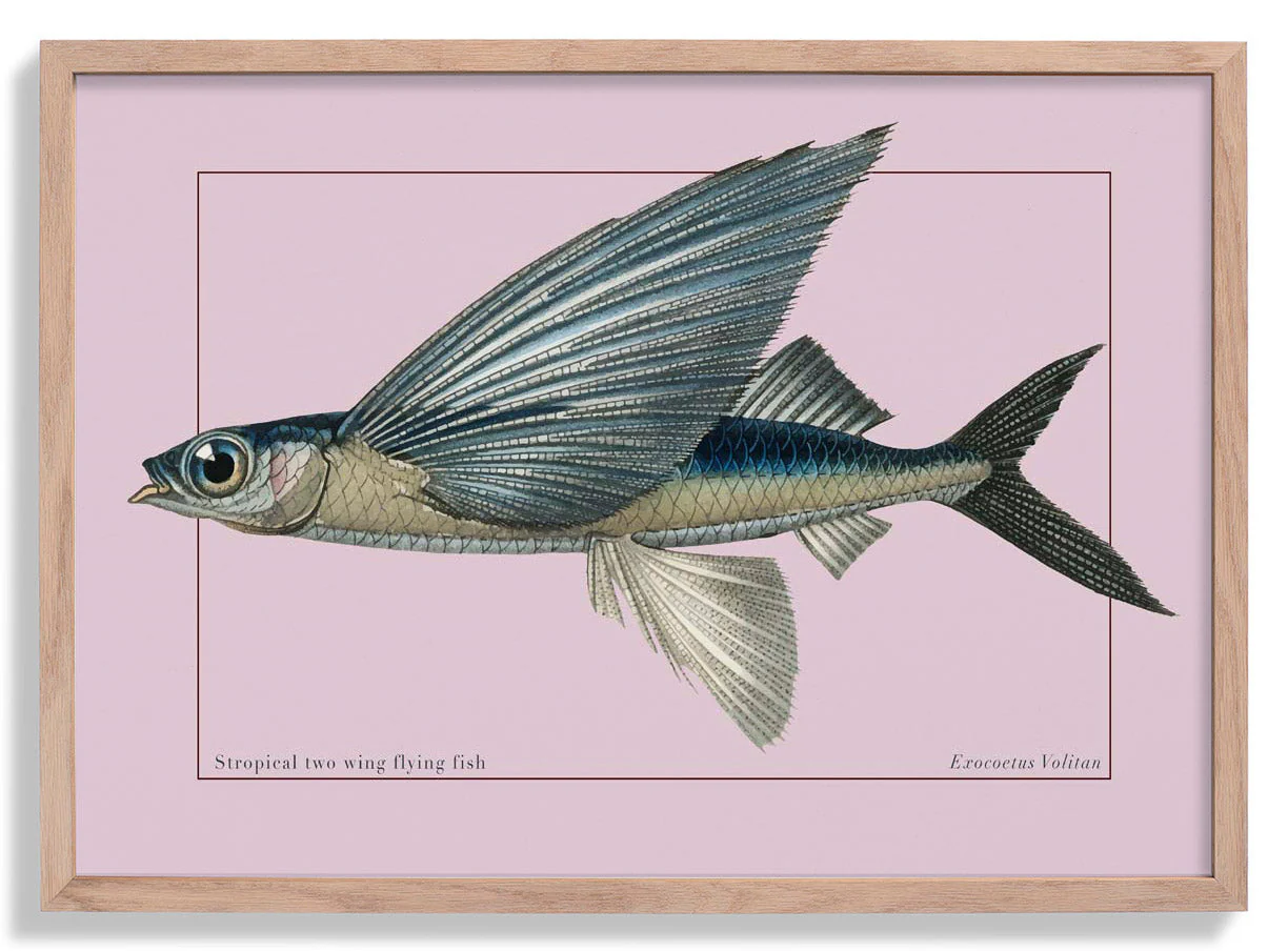 Fliegender Fisch