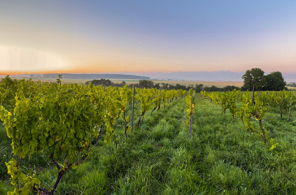 Weinbaden und Weinverkostung Prichsenstadt
