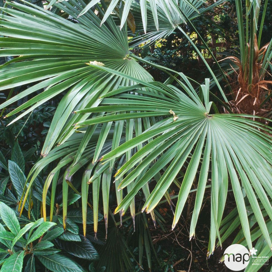Palmier de Chine - Trachycarpus fortunei : pot de 25 litres 50/60