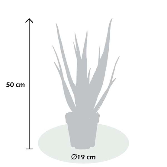 Aloe Vera H50cm - pot D19cm