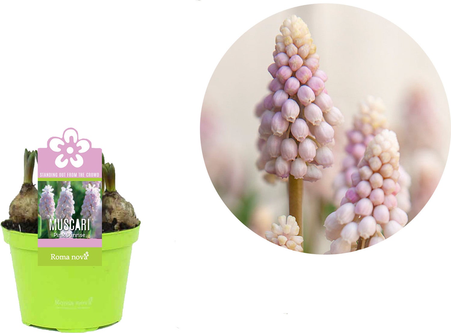 Blauw druifje (Muscari 'Pink Sunrise') D 9 H 10 cm