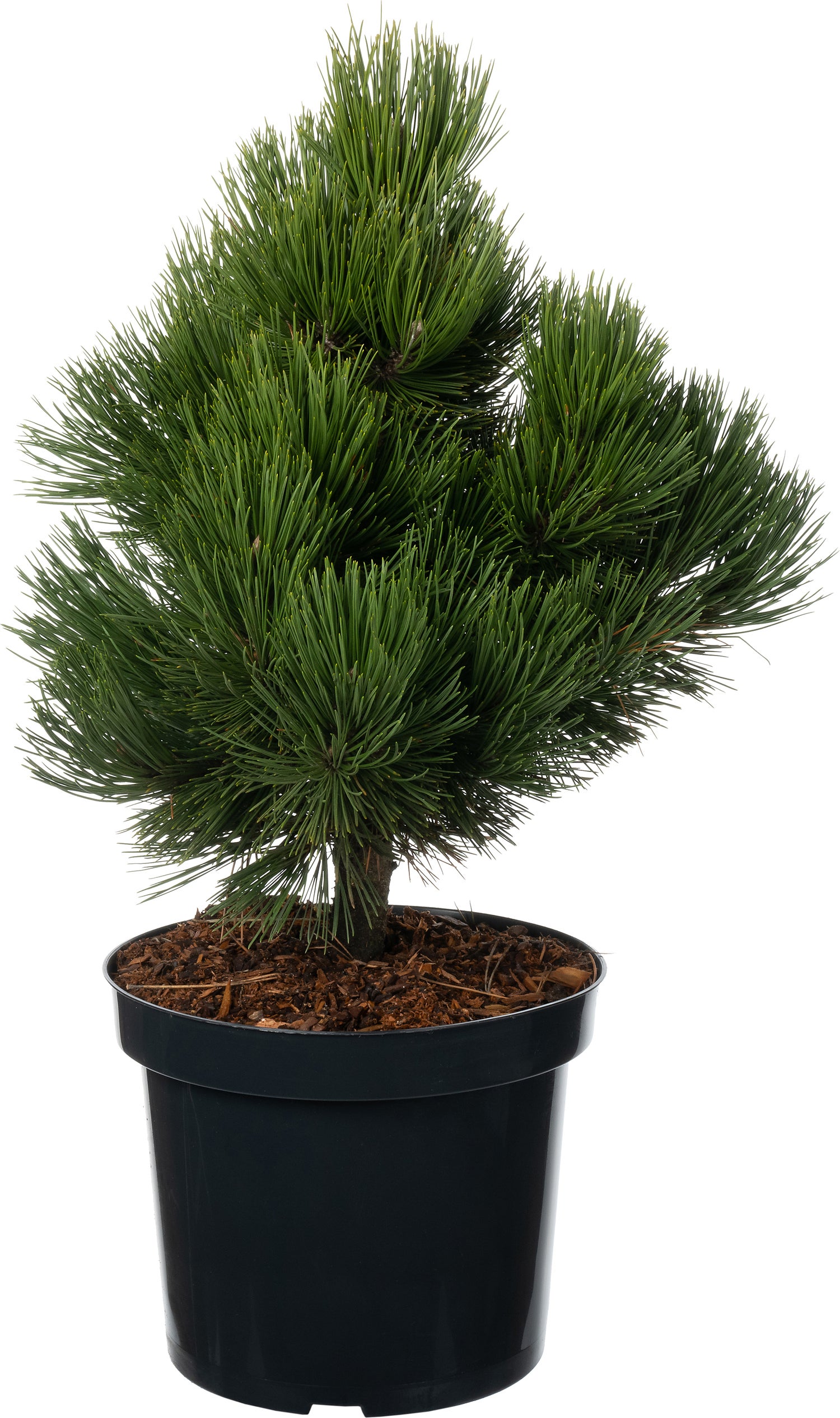 Bosnische Den (Pinus heldreichii 'Malinki') D 26 H 40 cm