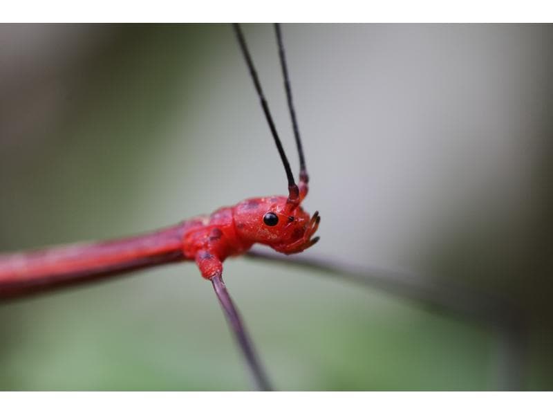 Canon Festbrennweite RF 100mm F/2.8 L Macro IS USM – Canon Makroobjektiv mit einer unglaublichen 1.4-fachen Vergrösserung