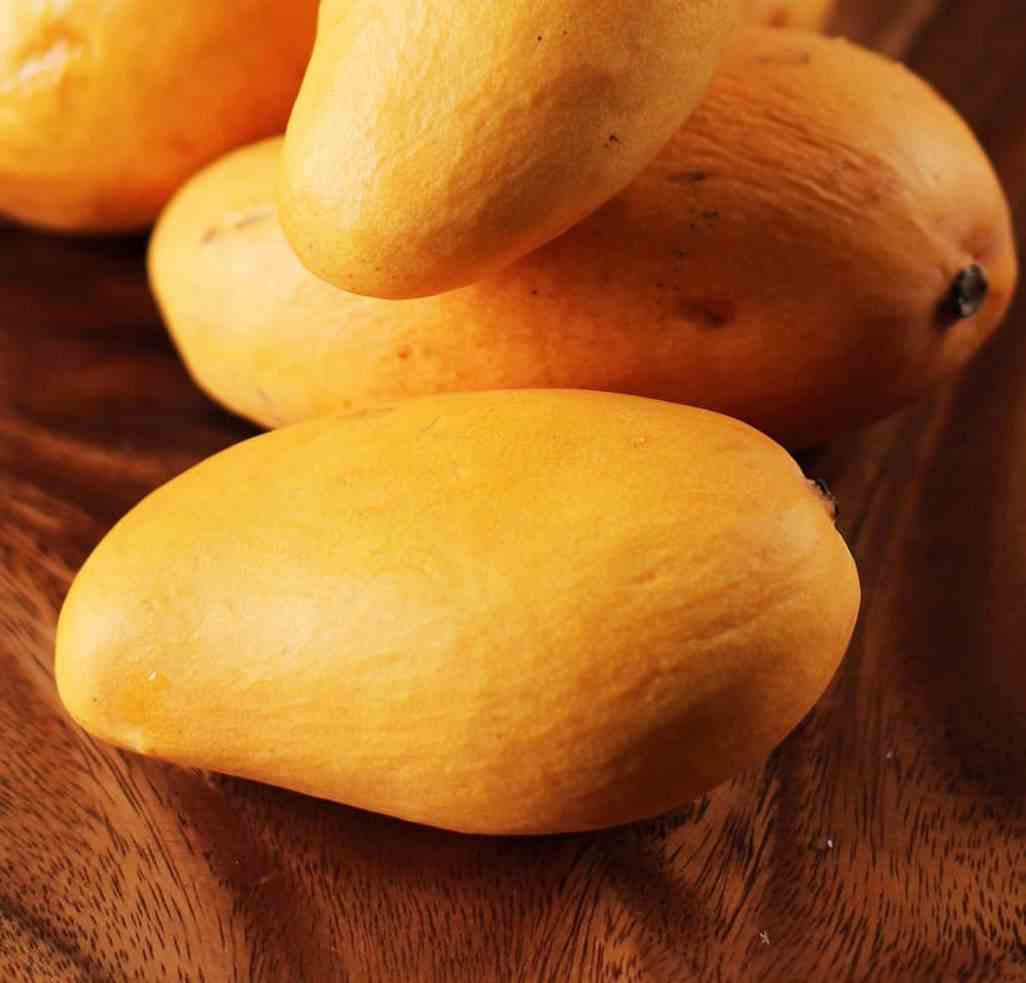 Manguier mangifera indica var.ataulfo taille pot de 7 litres ? 80/100 cm - jaune