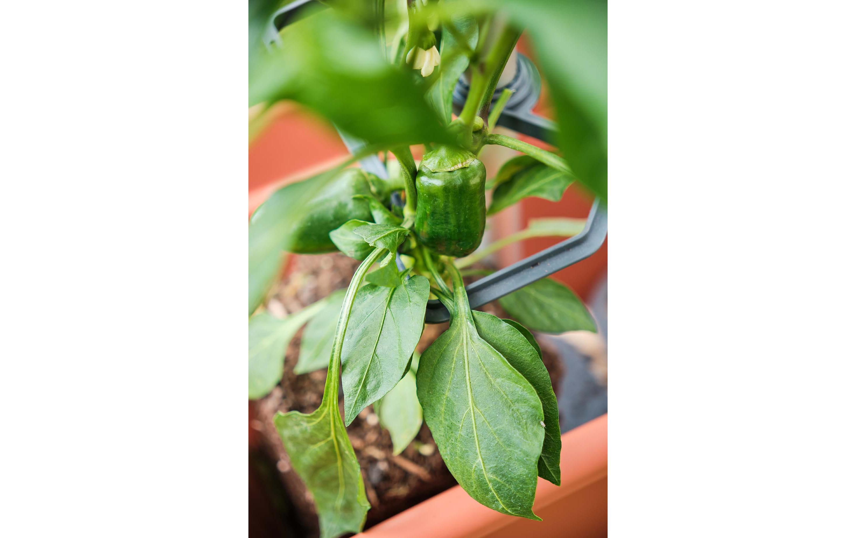 CHILI BUDDY Rankhilfe für Chilis & Paprika im 3er Set SilberRankhilfe wächst mit Ihren Pflanzen