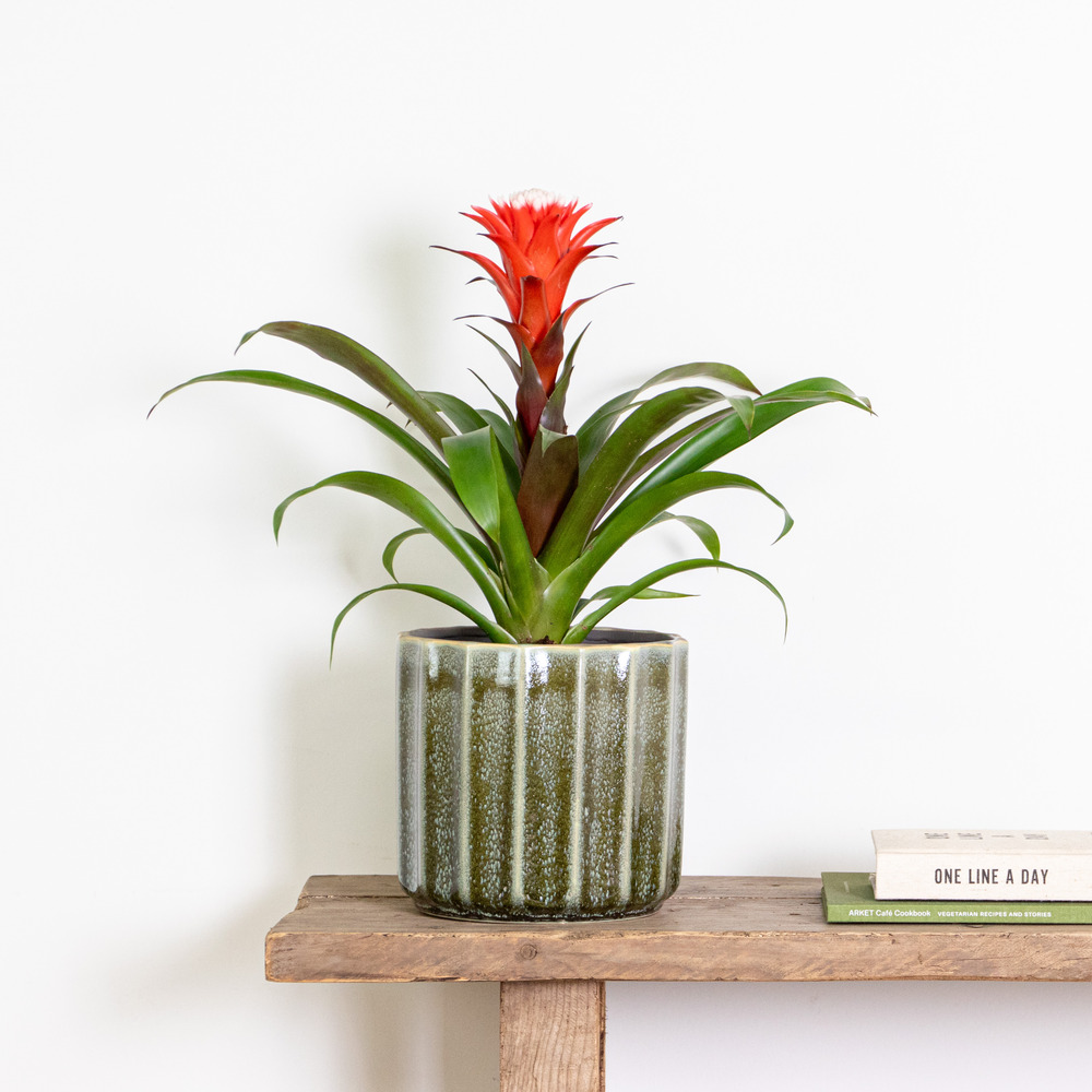 Guzmania hope – tube plant – plante d'intérieur – faible entretien – ⌀12 cm – ↕35-45 cm