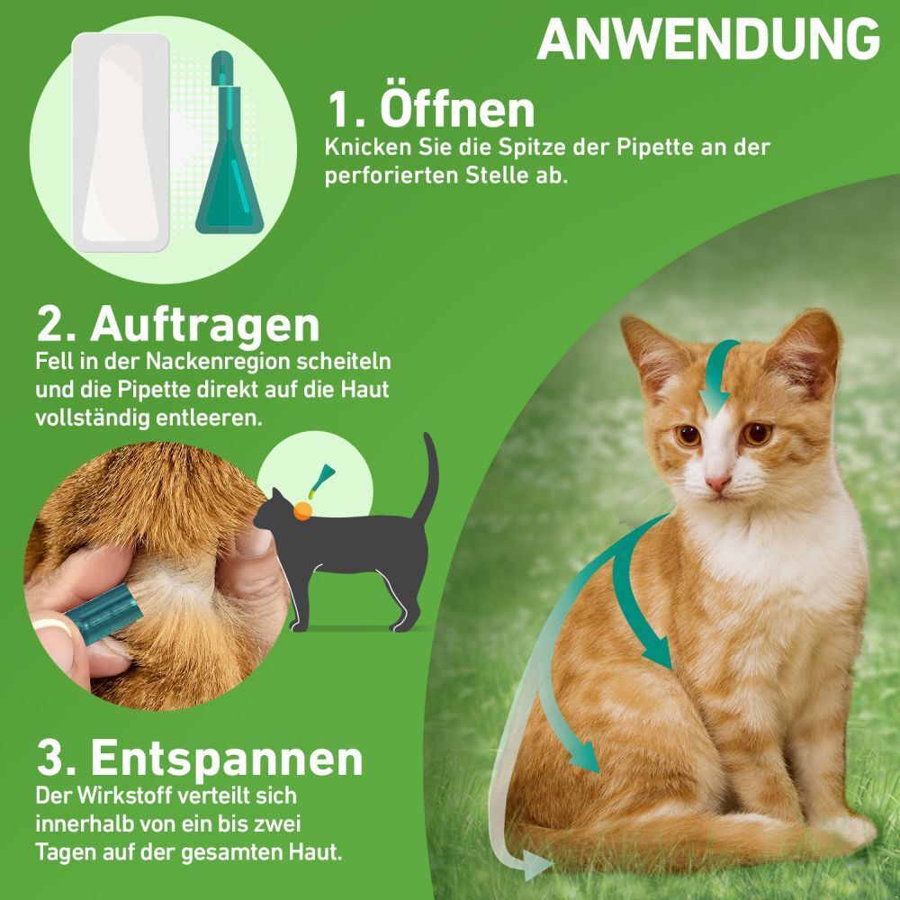 FRONTLINE COMBO® Spot on gegen Flöhe und Zecken Katze