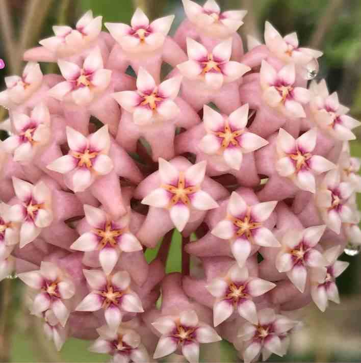 Hoya acuta pink (fleur de porcelaine, fleur de cire) rose - taille pot de 2 litres - 20/40 cm
