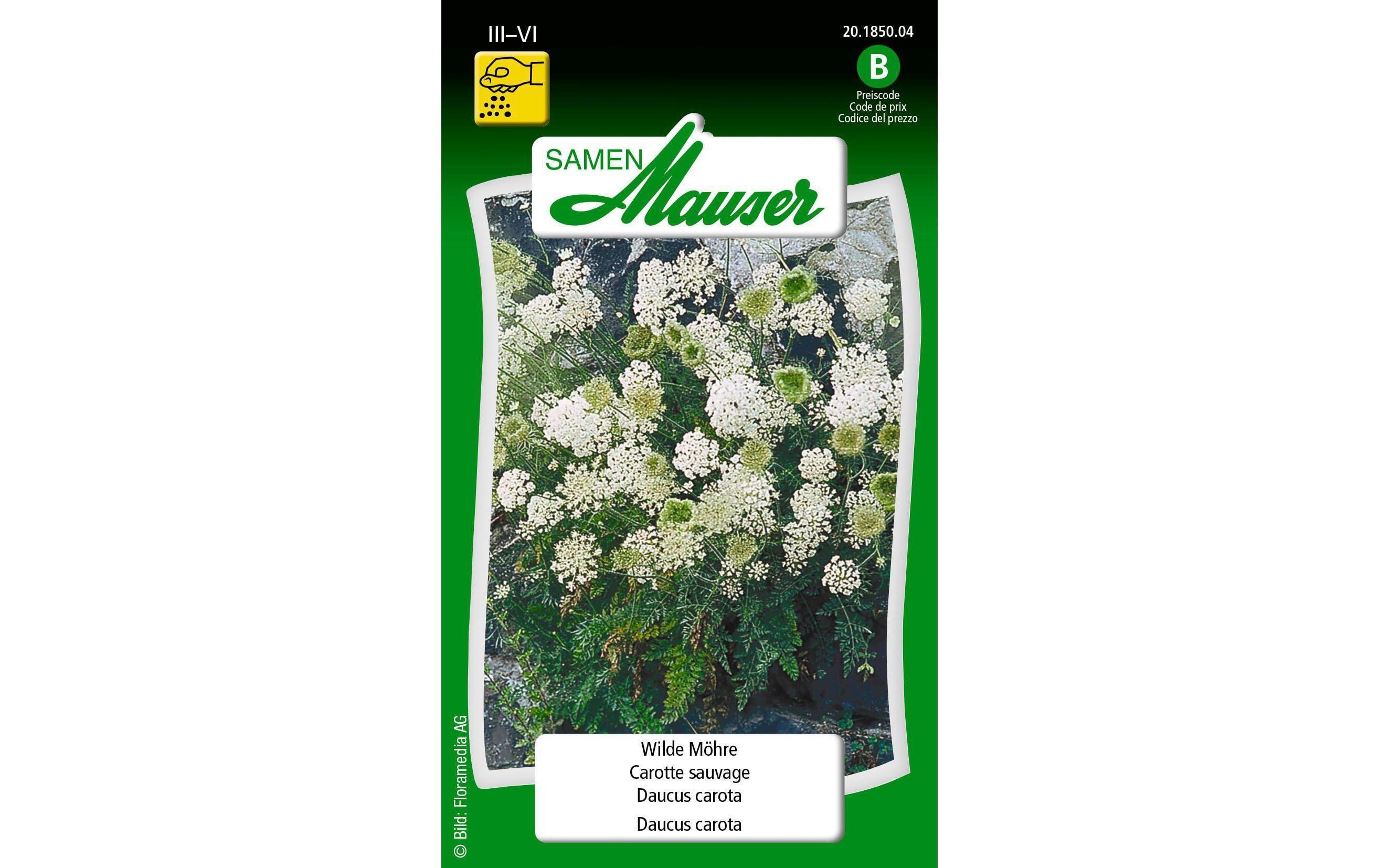 Saatgut Wilde MöhreBlumensamen