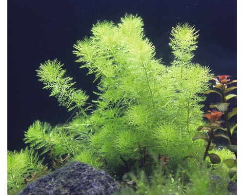 Basilicumblad uit Guyana - Myriophyllum spec. `Guiana`