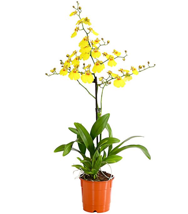 Oncidium Orchidee - Oncidium cultivars 'Sweet