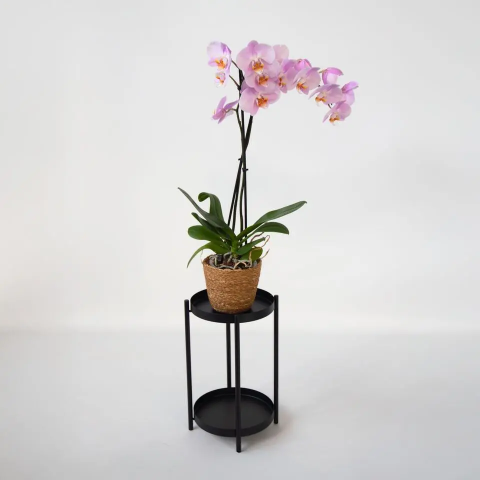 Orchidee - Phalaenopsis - Hoogte 50-60cm - ⌀12cm