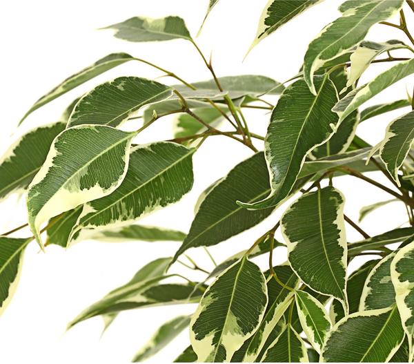 Birkenfeige - Ficus benjamina 'Forever',