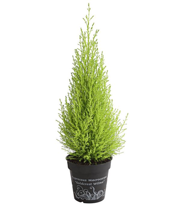 Zimmerzypresse 'Goldcrest', Pyramide
