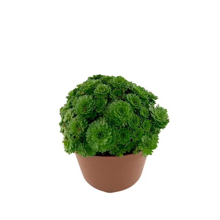 Saxifraga x arendsii Hagesildre miks Ø12 cm