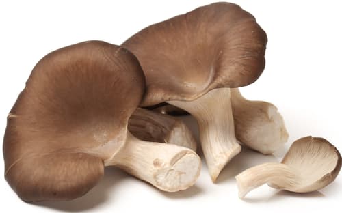 Bio Austernpilze, Schale