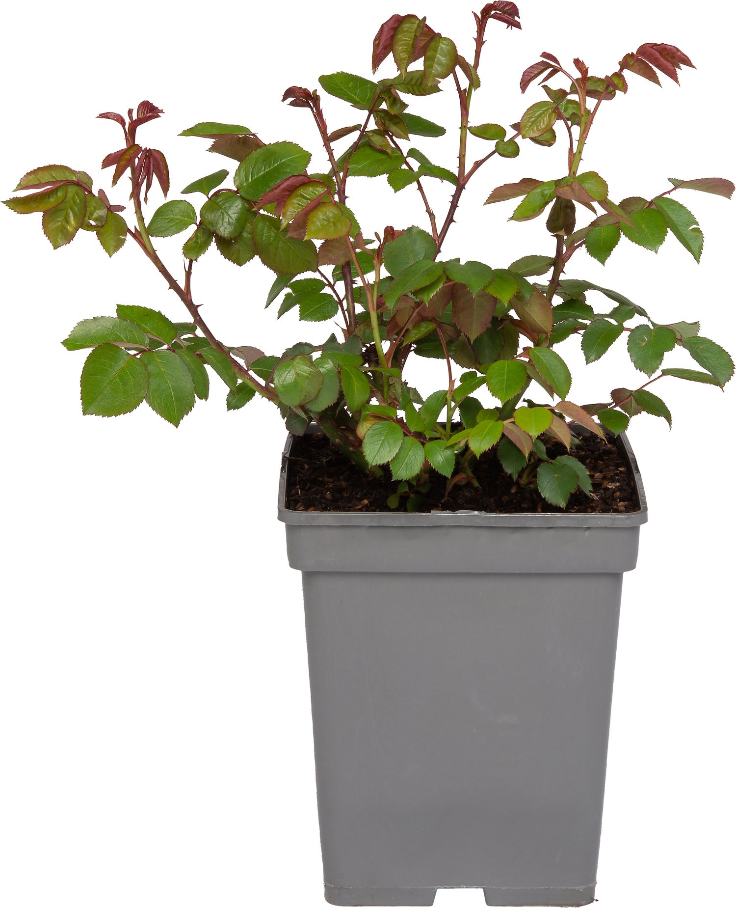 Trosroos (Rosa 'Eeuwige Passie') D 23 H 25 cm