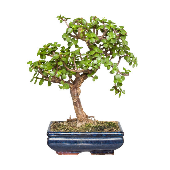 Bonsaï Portulacaria:7-9 ans boule