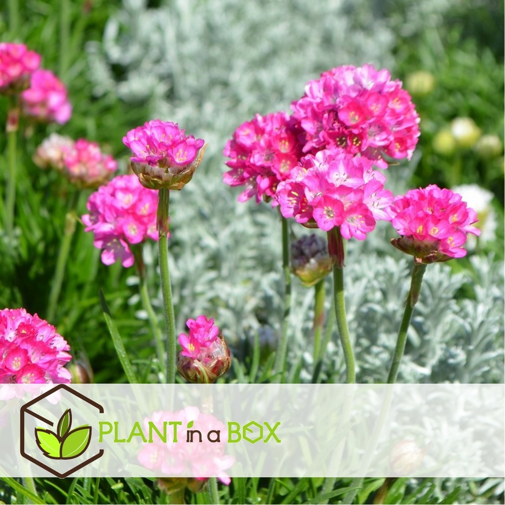 Armeria maritima - set de 6 - jardin roses - pot 12cm - hauteur 20-30cm