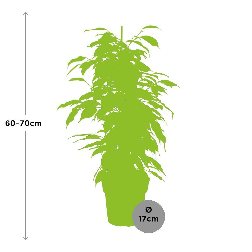 Plante d'intérieur - ficus benjamina danielle 70.0cm