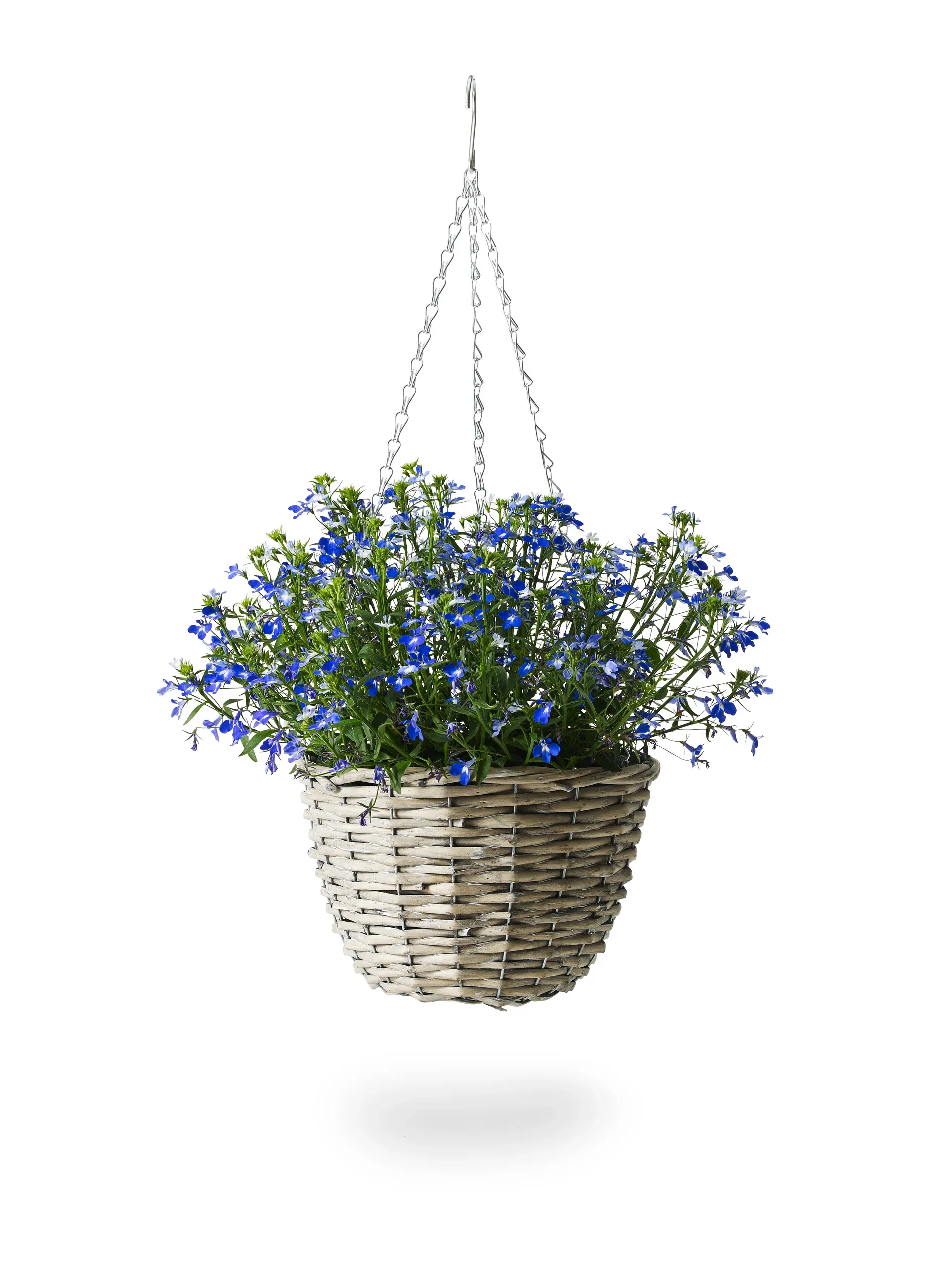 Lobelia h. basket Blue 22 cm Lobelia i ampel Ø22 cm