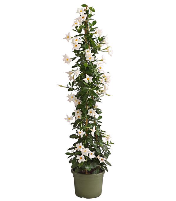 Dipladenie, Pyramide