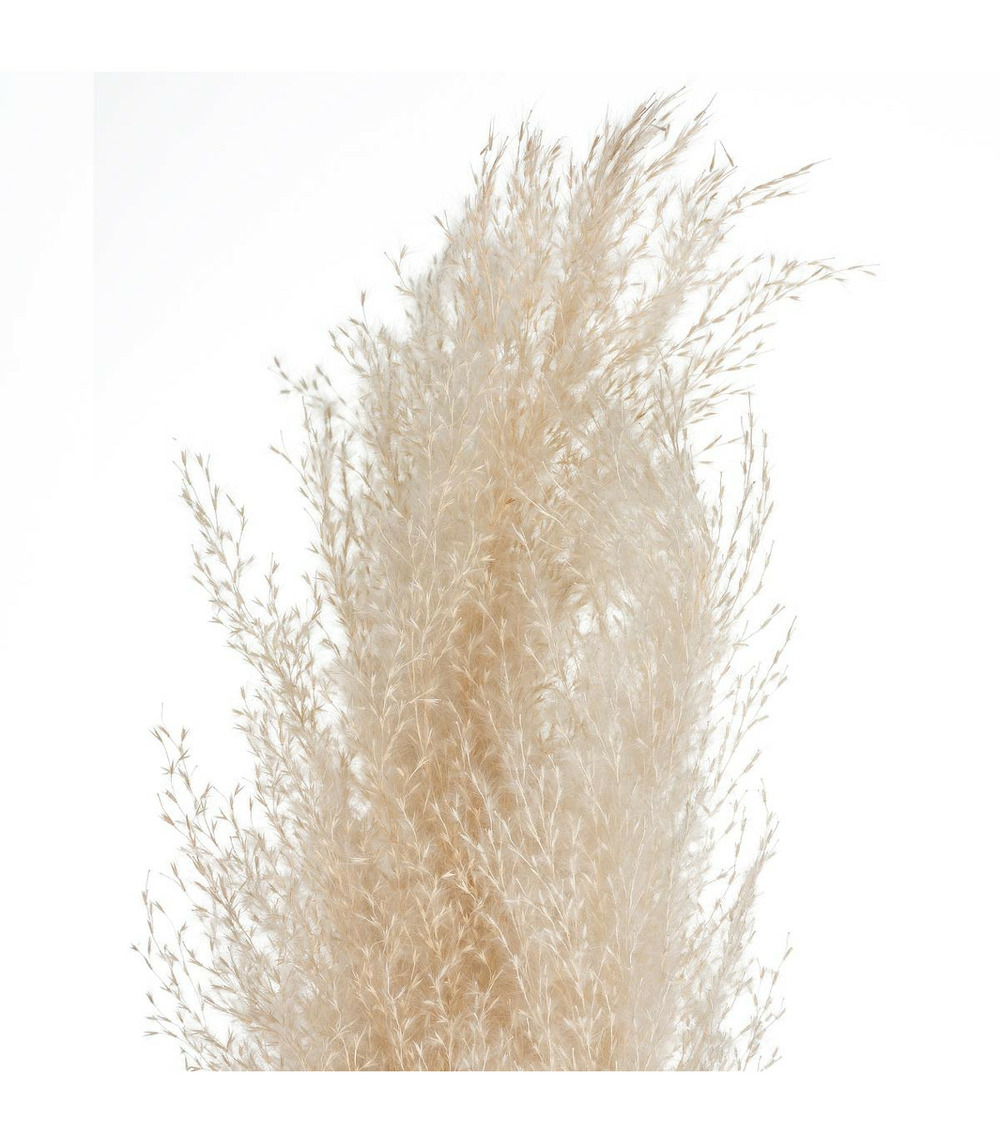 Set de 3 branches de pampa séchée blanc ivoire h 109 cm
