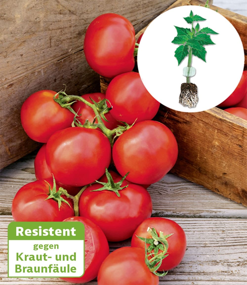 Kollektion Tomaten-Raritäten