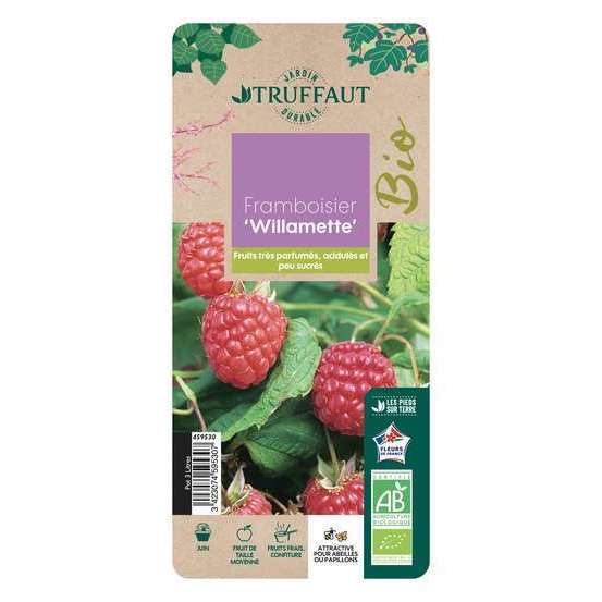 Framboisier 'Willamette' bio : pot de 3 litres