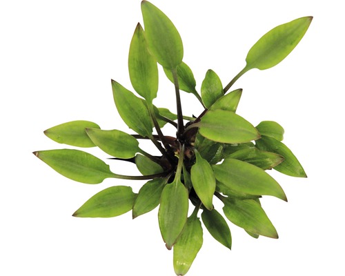 Waterbeker 5 cm groen - Cryptocoryne lutea 'Hobbit'