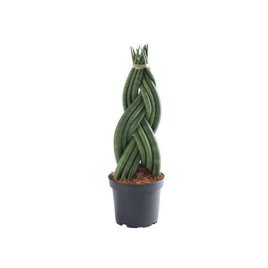 Sanseveria cylindrica braided - pot D12cm