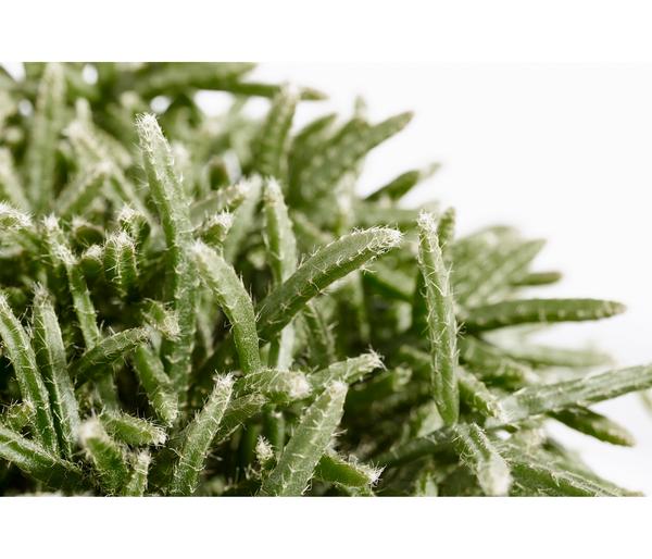 Korallenkaktus - Rhipsalis cassutha,