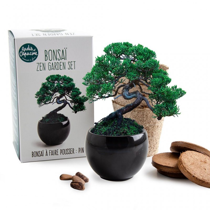 Kit de culture bonsaï avec pot