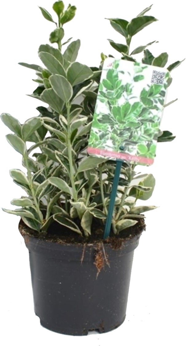 Japanse Kardinaalsmuts (Euonymus japonica 'Kathy') D 17 H 20 cm