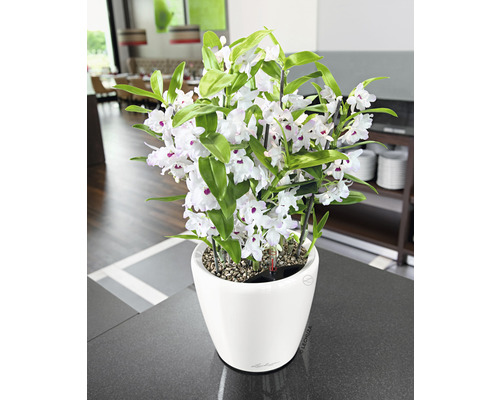 Lechuza Classico LS bloempot Ø 21 x H 20 cm wit incl. zelfbewateringssysteem, plantenbak, substraat, waterniveau-indicator
