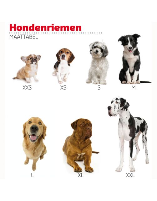 Adori Traininglijn Nylon Blauw - Hondenriem