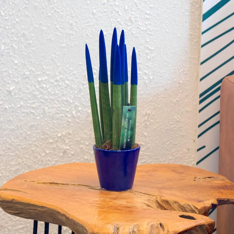 Afrikaanse Speerplant - Sansevieria cylindrica - Hoogte 20-40cm - Pot 9cm