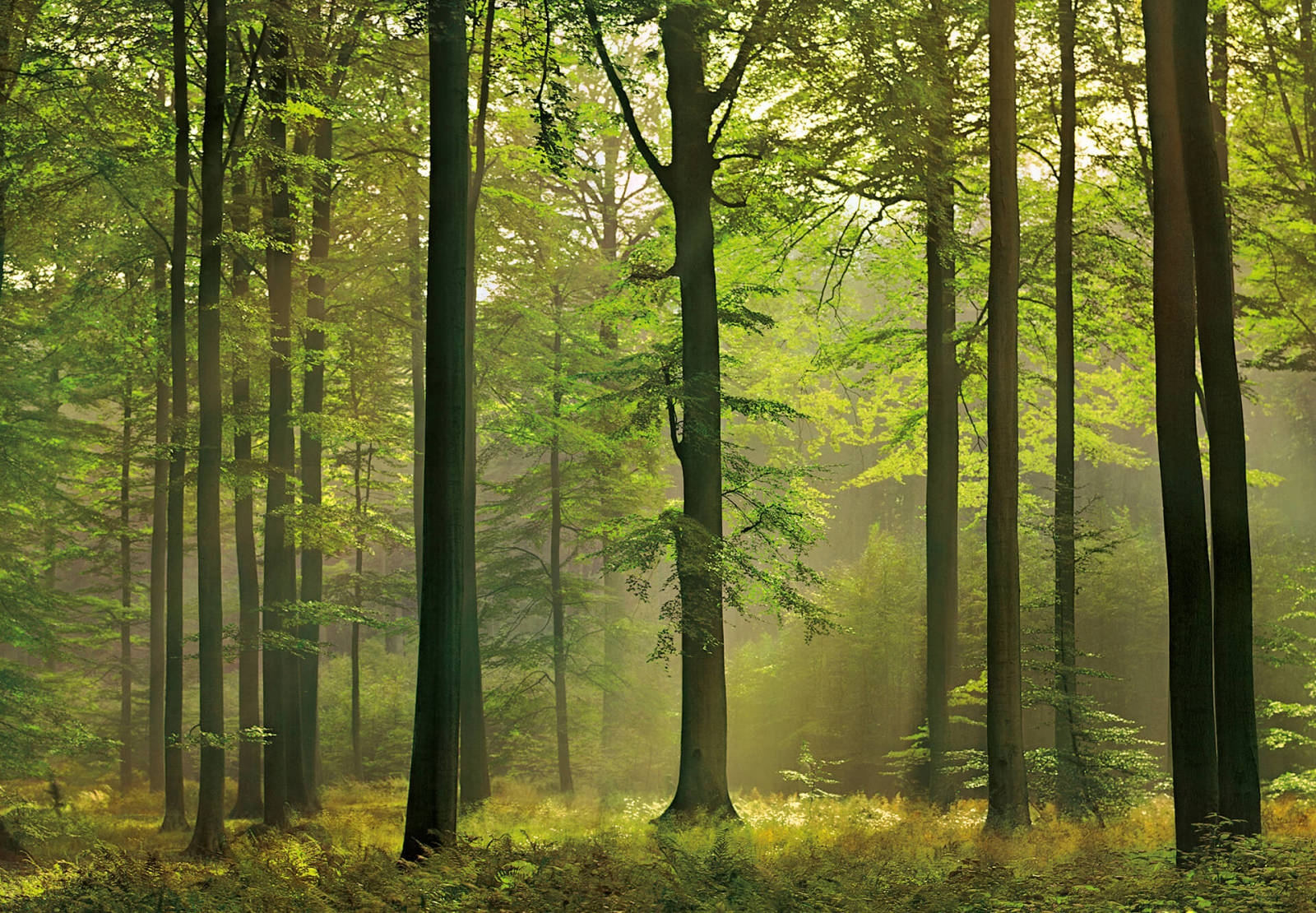 Fototapete DESIGNWALLS 2.0 - grün - Wald - 2,5 Meter